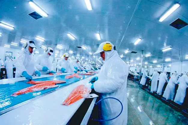 PRODUCCIÓN EN PLANTAS DE PROCESOS DE SALMONES