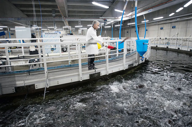 PRODUCCIÓN EN CENTRO DE CULTIVOS DE SALMON CON ESPECIALIZACIÓN EN OPERACIÓN DE ROV